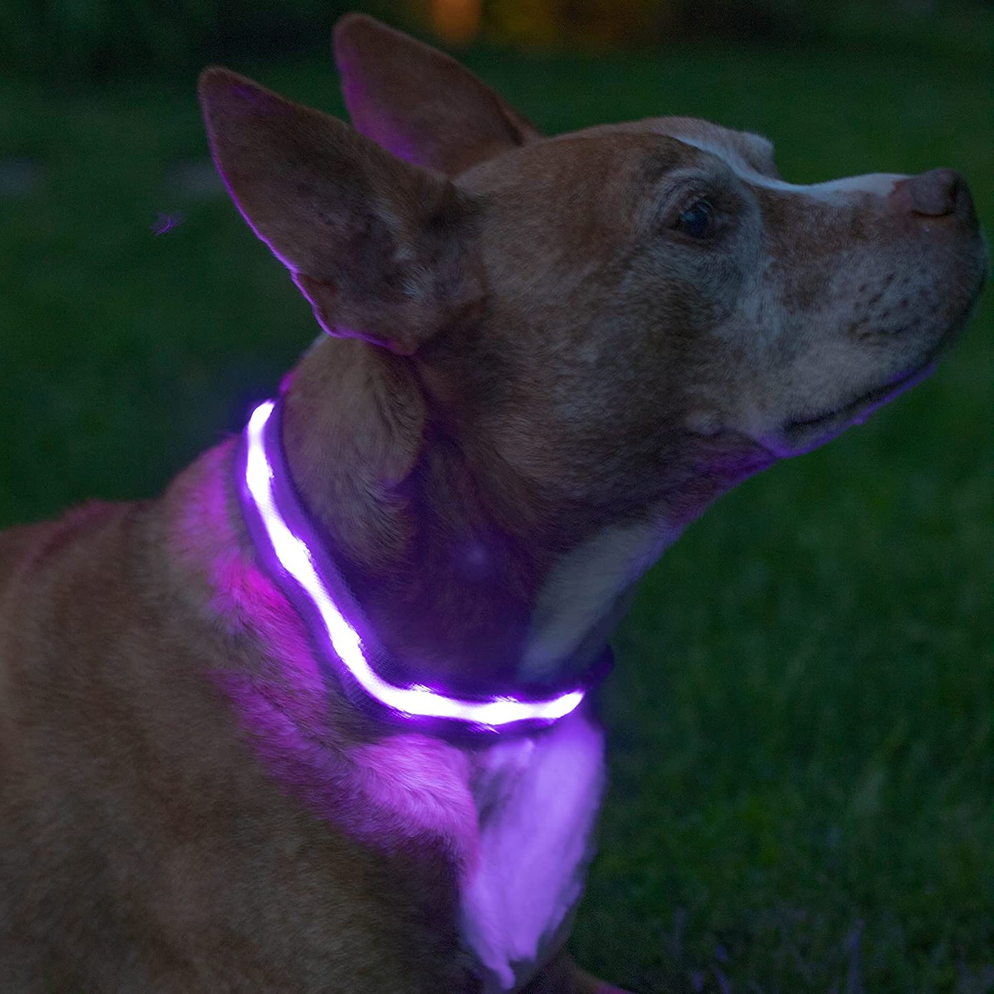LED Dog Collar - Original USB Rechargeable and Waterproof Design - 1,000 Feet Visibility - Suitable for Small, Medium, and Large Dogs - USA Brand